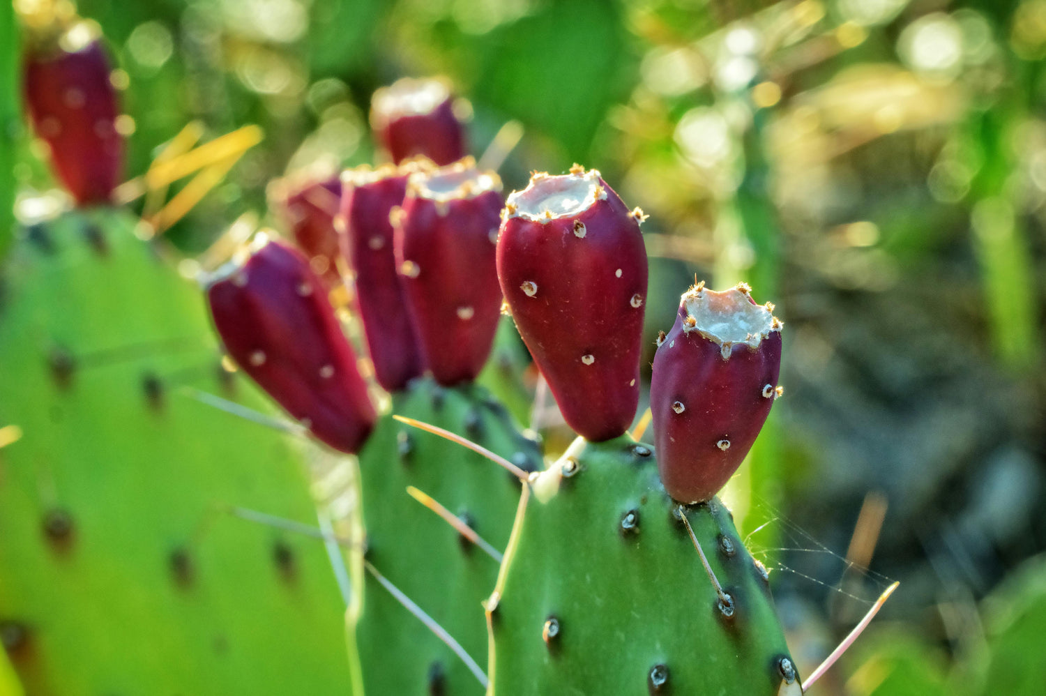 Close up of Prickly Pear Cactus Plant