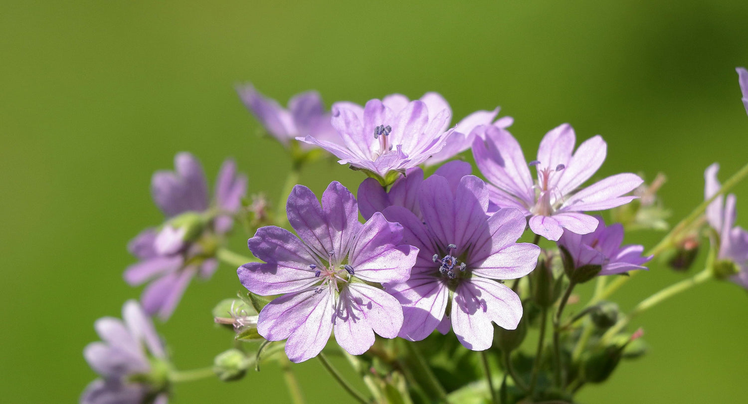 Geranium Is the Glow-Up Your Skin's Been Waiting For