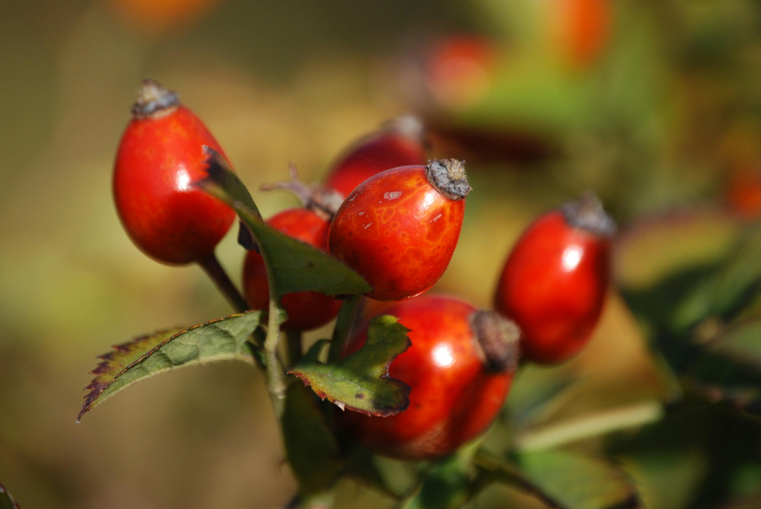 Rosehip seeds in the wild