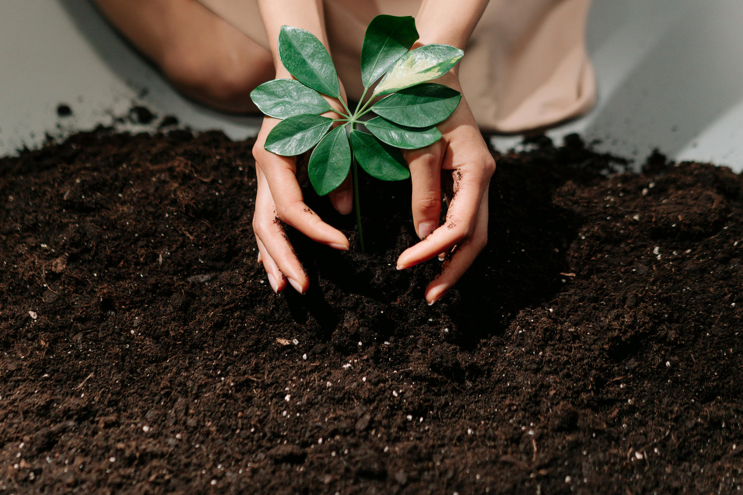 Woman planting seedling in dirt