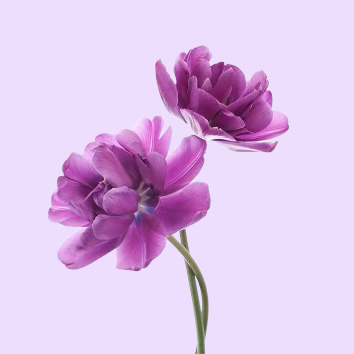 Babichi Plant against light purple background