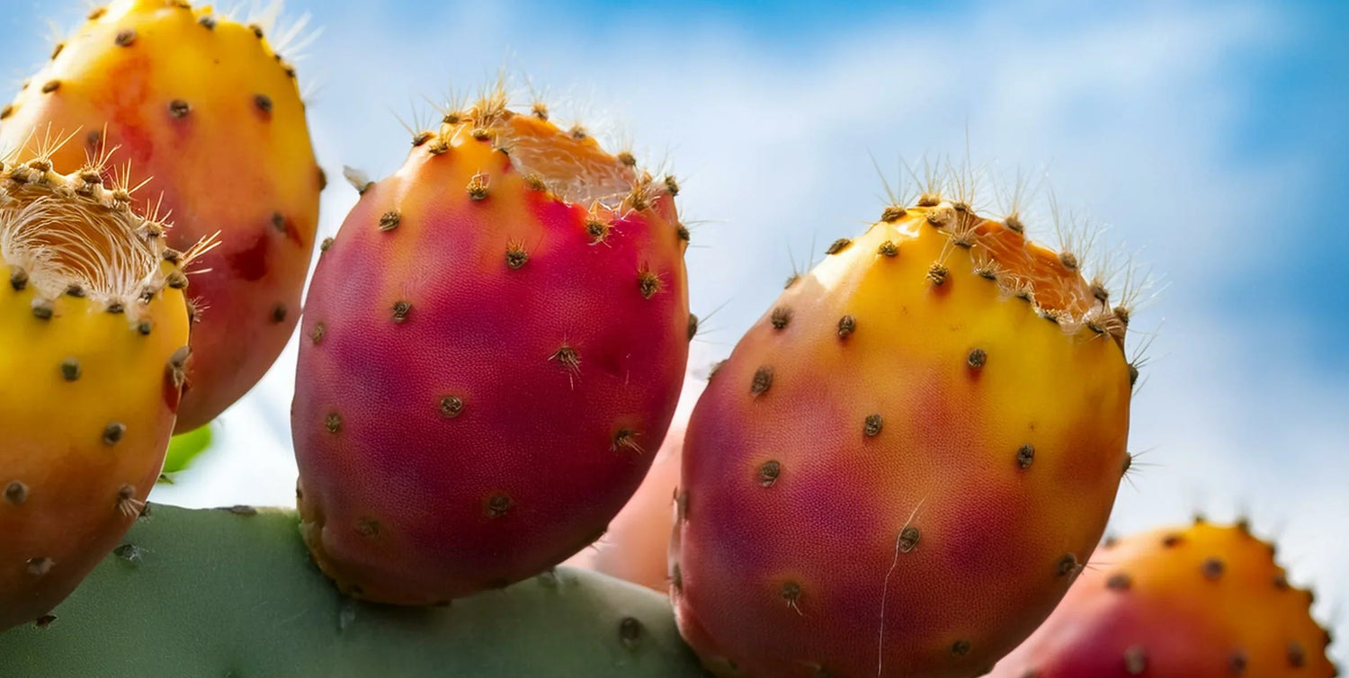 Prickly Pear for SkinCare