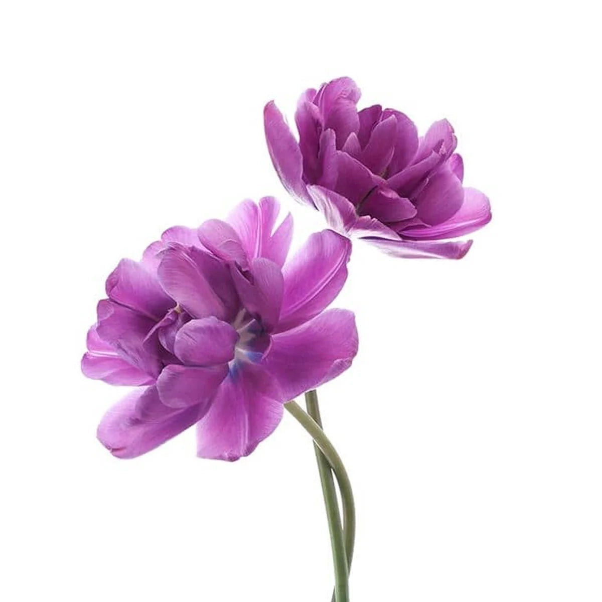 Babchi/Bakuchiol Plant